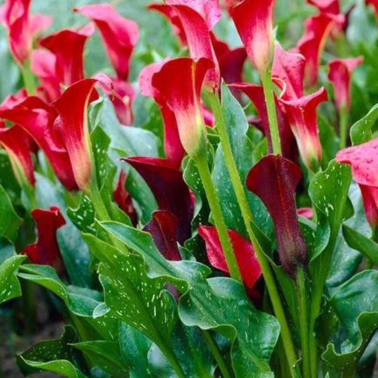 Majestic Red Calla Lily Bulb - 14/16 cm Bulb - Soft amazing amber flame and fiery hints!