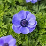 Premium Anemone 'Mr. Fokker' Bulbs- Large 8/10 cm - Vibrant Red Blooms for Stunning Spring Gardens | Easy to Grow & Perennial | Perfect for Borders, Beds & Containers