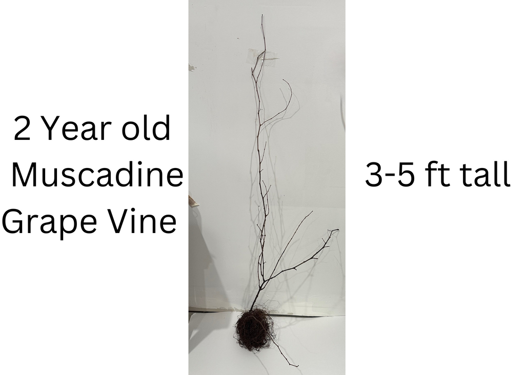 Noble Muscadine Grape Vine - Bare Root Live Plant - 2 Year Old Bare Root Live Plant - 3-5ft tall