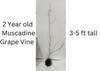 Early Fry Muscadine Grape Vine - Bare Root Live Plant- 2 Year Old Bare Root Live Plant - 1-2ft tall