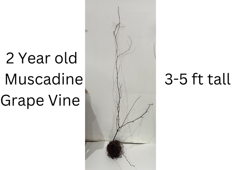 Fry Muscadine Grape Vine - Bare Root Live Plant- 2 Year Old Bare Root Live Plant - 3-5ft tall