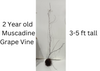Hunt Muscadine Grape Vine - Bare Root Live Plant- 2 Year Old Bare Root Live Plant - 3-5ft tall