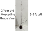 Sugargate Muscadine Grape Vine - Bare Root Live Plant- 2 Year Old Bare Root Live Plant - 3-5ft tall