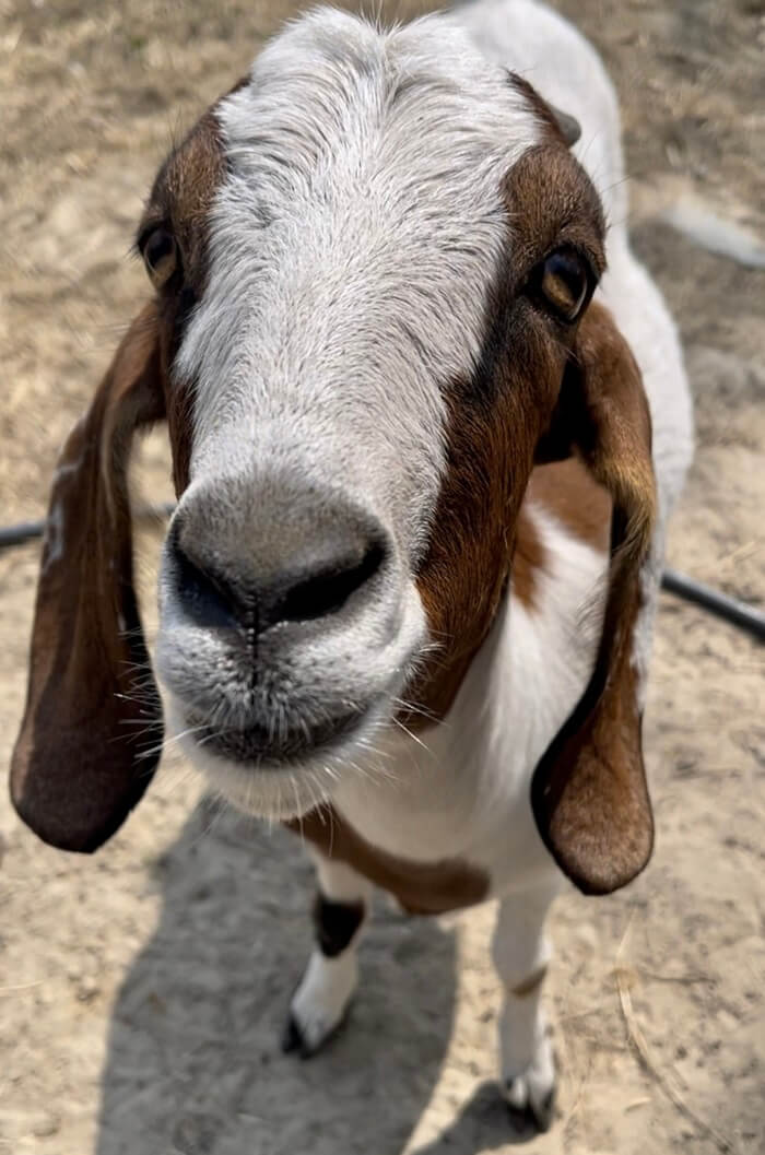 Petting Zoo Benson North Carolina