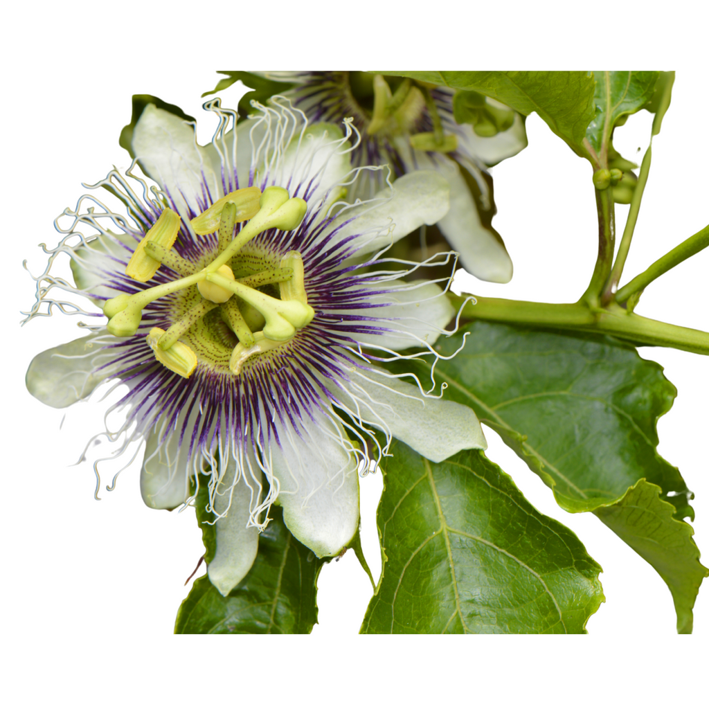 possum purple