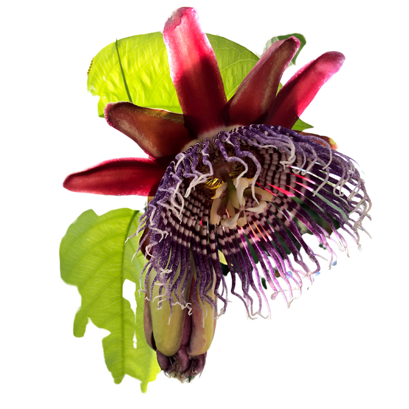 giant granadilla