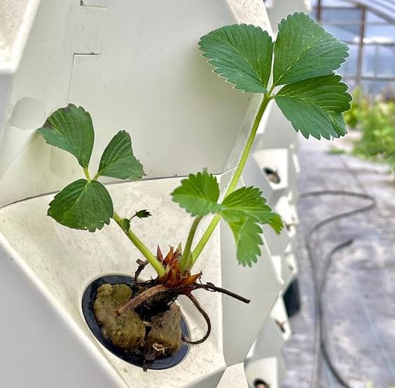 Hand Picked Nursery - Live AC Valley Sunset Strawberry Plugs - June Bearing Strawberry Plants for the Garden or Hydroponic System!