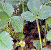 Hand Picked Nursery - Live AC Valley Sunset Strawberry Plugs - June Bearing Strawberry Plants for the Garden or Hydroponic System!