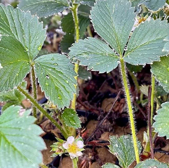 Hand Picked Nursery - Live AC Valley Sunset Strawberry Plugs - June Bearing Strawberry Plants for the Garden or Hydroponic System!
