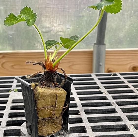 Hand Picked Nursery - Live AC Valley Sunset Strawberry Plugs - June Bearing Strawberry Plants for the Garden or Hydroponic System!