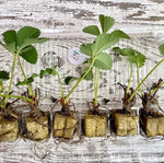 Hand Picked Nursery - Live AC Valley Sunset Strawberry Plugs - June Bearing Strawberry Plants for the Garden or Hydroponic System!