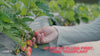 Portola Everbearing Strawberry Plants - BUY 4 GET 1 FREE - Non GMO - FREE Shipping!