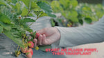 Brunswick June Bearing Strawberry Plants - BUY 4 GET 1 Free -Non GMO - Free Shipping