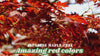 2 Japanese Maple Trees – Acer palmatum 'Atropurpureum' (2–3 ft Tall) | Brilliant Red Foliage | Cold Hardy | Bare Root Trees | PREORDER (Copy)