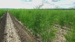 Asparagus Garden variety pack: Jersey Knight, Mary Washington, Purple Passion - 10 each