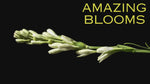 Premium Tuberose Bulbs - Fragrant and Exotic Blooms for Your Garden