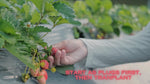 Quinault Everbearing Strawberry Plants - BUY 4 GET 1 Free - Non GMO - Free Shipping