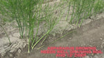Jersey Knight Asparagus Bare Root Plants - 2yr Crowns - BUY 4 GET 1 FREE