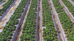 Strawberry Plant variety pack ( Honeoye, Sparkle, Seascape, Albion, San Andreas) 25 plants total