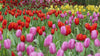 Premium Tuberose Bulbs - Fragrant and Exotic Blooms for Your Garden
