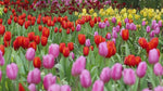 Premium Tuberose Bulbs - Fragrant and Exotic Blooms for Your Garden