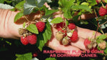 Joan J Raspberry Plants - NON-GMO - Buy 4 Get 1 Free ***PreOrder December 15th