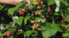 All Season Raspberry Plant Garden - 1 of each - Heritage Raspberry, Golden Rasberrry, Joan J, and Tahi  Black Raspberry.