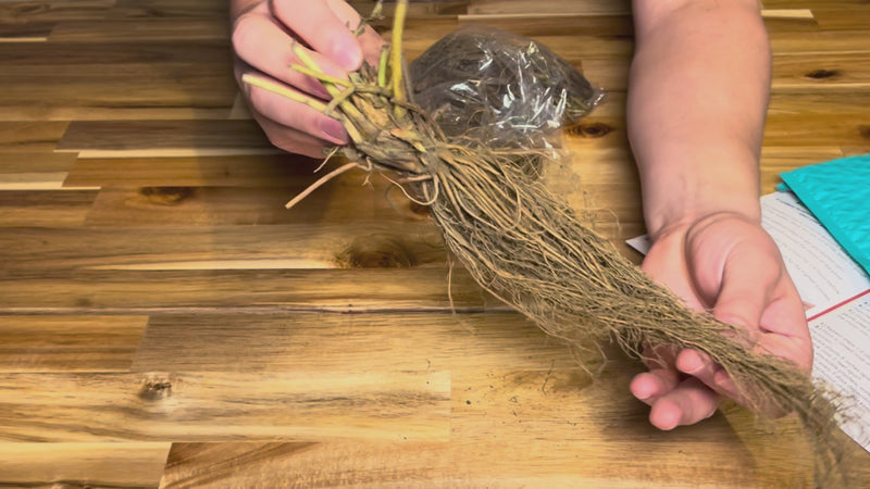Receiving your strawberry plant walkthrough video guide by Hand Picked Nursery