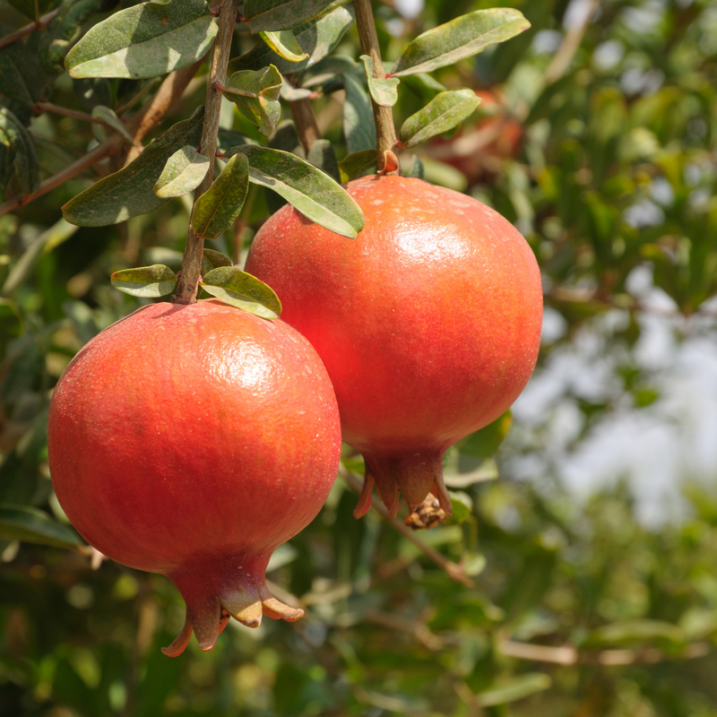 Puncia Granatum 'Salavatski' 1 Potted Plant Striking Pink Purple F