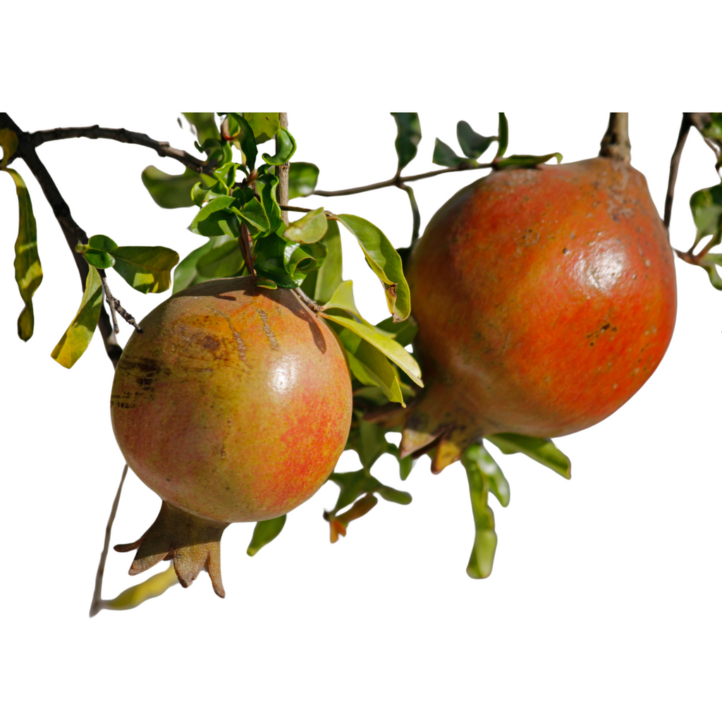 Puncia Granatum 'Salavatski'