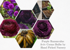RANUNCULUS PURPLE SHADES BULBS BUY 4 SETS AND GET 5TH SET FOR FREE!