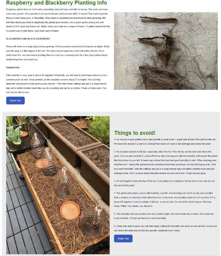 1 Gallon Potted Dorman Red Raspberry Plant - NON GMO - Buy 3 Get 1 FRE ...