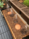 1 Gallon Potted Joan Red Raspberry Plant - NON GMO - Buy 3 Get 1 FREE
