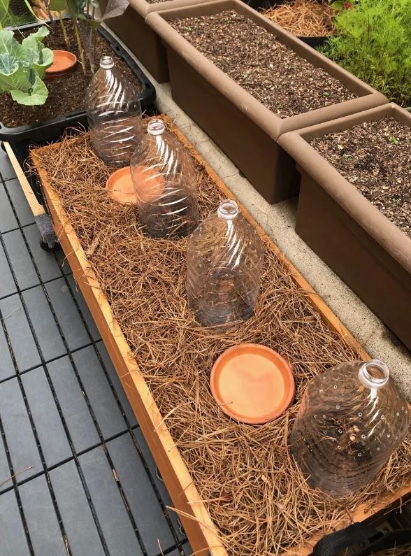1 Gallon Potted Joan Red Raspberry Plant - NON GMO - Buy 3 Get 1 FREE