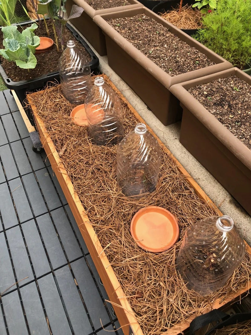 Dorman Red Raspberry Plants | Everbearing (Summer & Fall) | Medium Swe ...