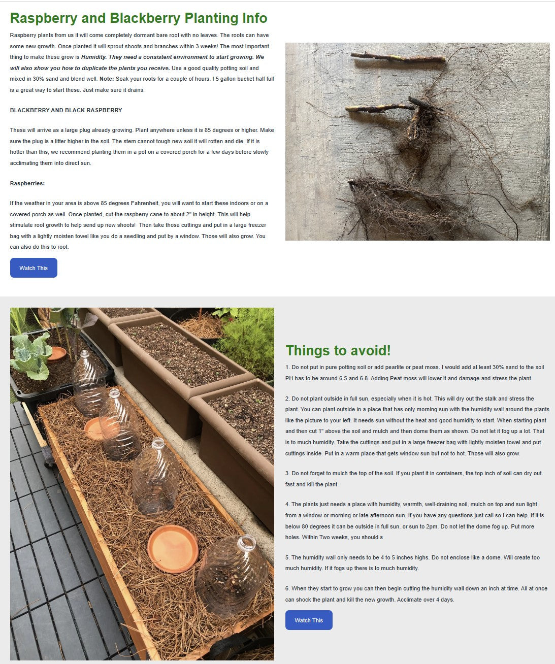 1 Dorman Red - Raspberry Plant - Everbearing - Organic Grown - Ready f ...