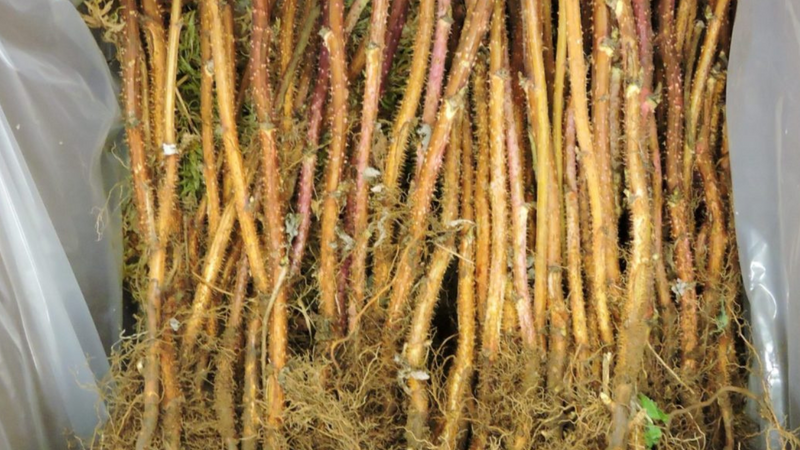 All Season Raspberry Plant Garden - 1 of each - Heritage Raspberry, Golden Rasberrry, Joan J, and Tahi  Black Raspberry.