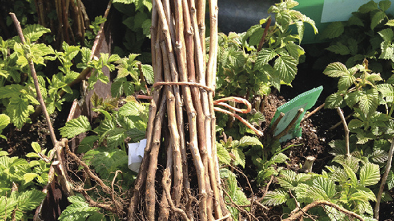 Old Season Raspberry All-Season Raspberry Garden Collection | Heritage, Golden, Joan J & Ta ...