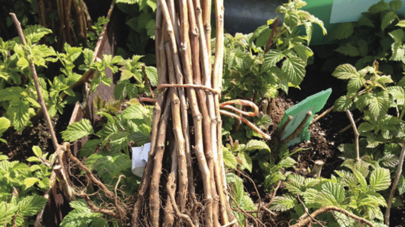 All Season Raspberry Plant Garden - 1 of each - Heritage Raspberry, Golden Rasberrry, Joan J, and Tahi  Black Raspberry.