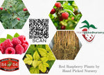 1 Gallon Potted Joan Red Raspberry Plant - NON GMO - Buy 3 Get 1 FREE