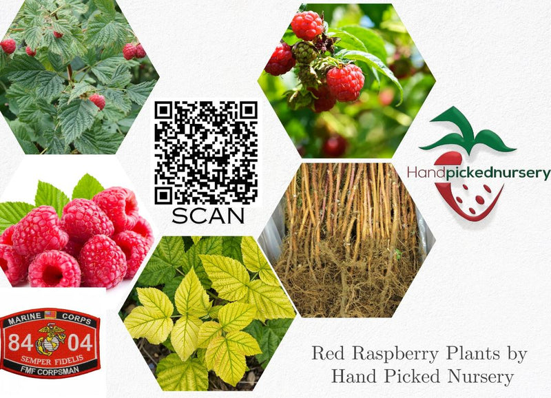 1 Gallon Potted Joan Red Raspberry Plant - NON GMO - Buy 3 Get 1 FREE