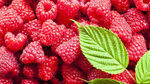 All Season Raspberry Plant Garden - 1 of each - Heritage Raspberry, Golden Rasberrry, Joan J, and Tahi  Black Raspberry.