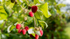 All Season Raspberry Plant Garden - 1 of each - Heritage Raspberry, Golden Rasberrry, Joan J, and Tahi  Black Raspberry.