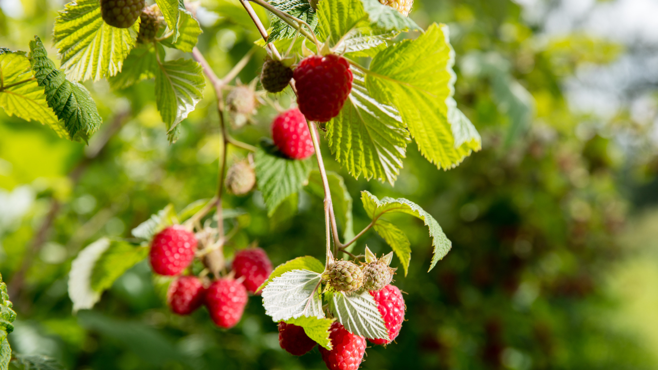 All-Season Raspberry Garden Collection | Heritage, Golden, Joan J & Ta ...