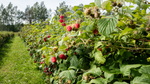 All Season Raspberry Plant Garden - 1 of each - Heritage Raspberry, Golden Rasberrry, Joan J, and Tahi  Black Raspberry.