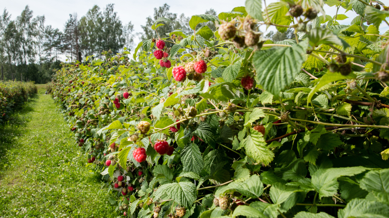 Old Season Raspberry All-Season Raspberry Garden Collection | Heritage, Golden, Joan J & Ta ...