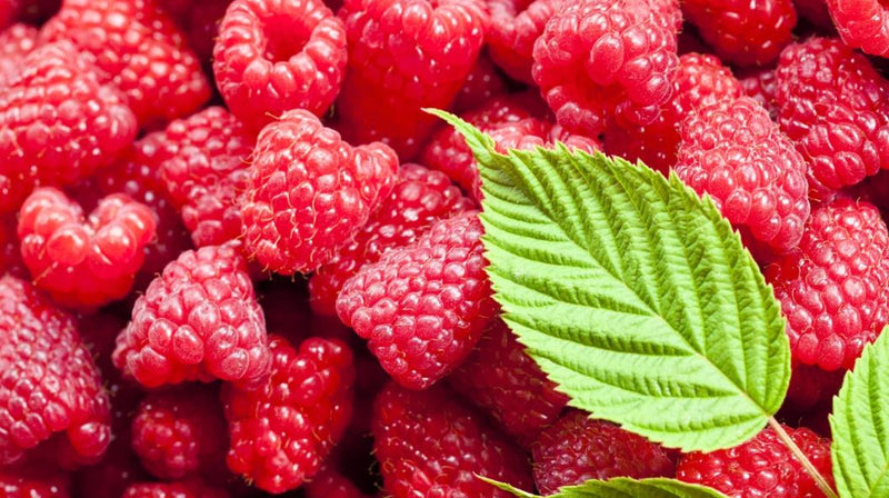 1 Gallon Potted Polana Red Raspberry Plant - NON GMO - Buy 3 Get 1 FRE ...