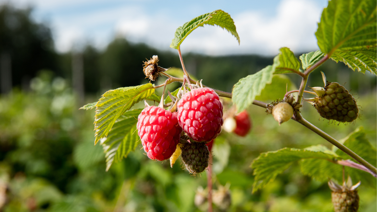 All-Season Raspberry Garden Collection | Heritage, Golden, Joan J & Ta ...