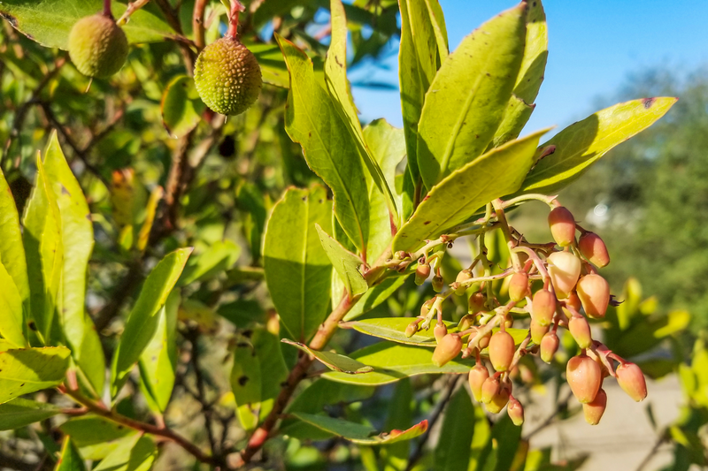 Strawberry Bush - Euonymus americanus