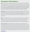 Strawberry Plant variety pack ( Honeoye, Sparkle, Seascape, Albion, San Andreas) 25 plants total